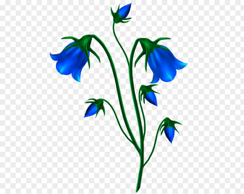 Flower Harebell School Bell Дошкольный Центр Развития Ребенка 36 Clip Art PNG