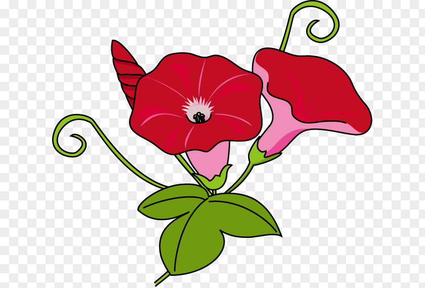 Morning Glory Flower Ipomoea Nil Clip Art PNG