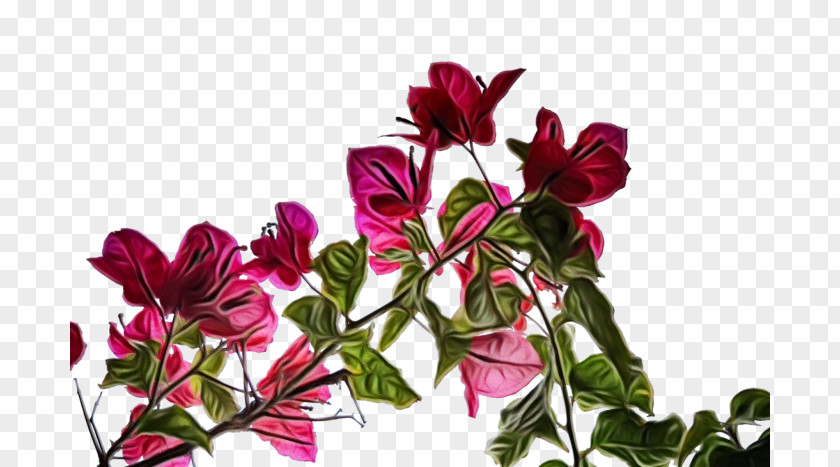 Anthurium Magenta Flower Flowering Plant Petal Pink PNG