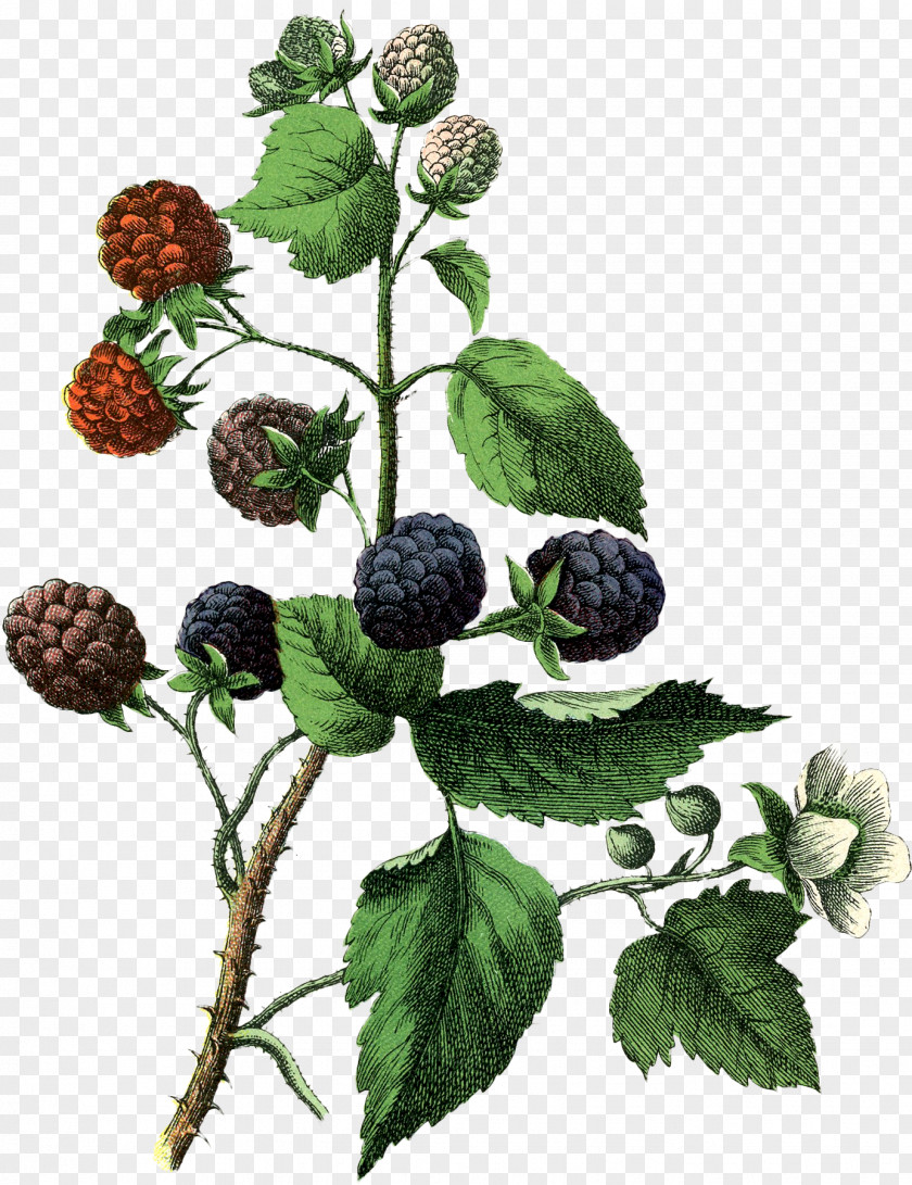 Blackberry White Drawing Fruit PNG