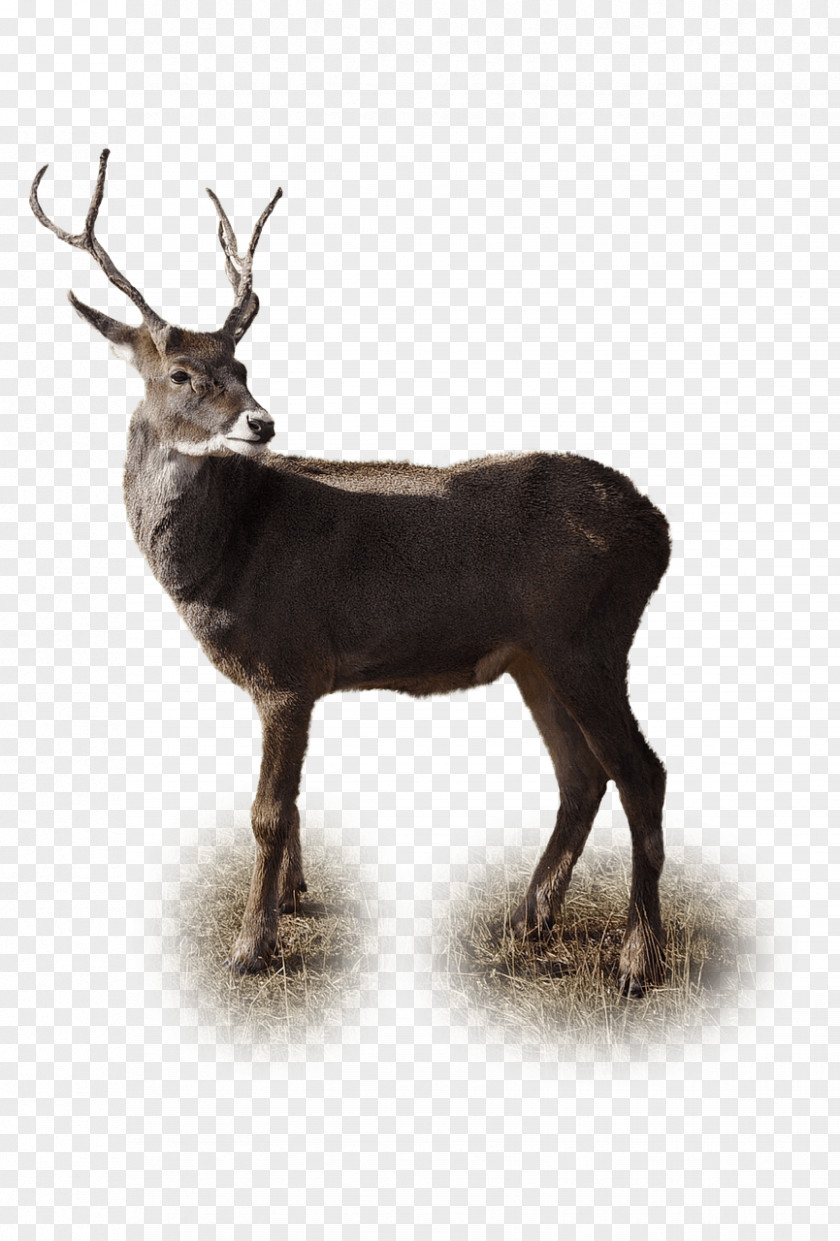 Deer Reindeer Red Antelope Rhinoceros PNG