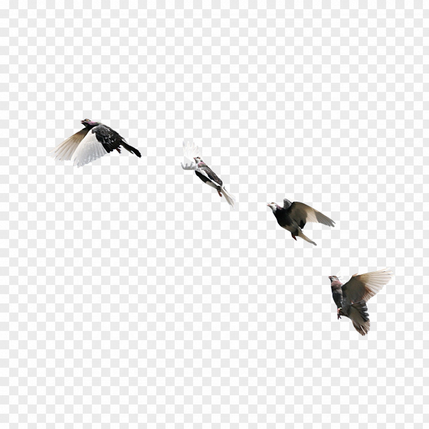 Fly Rock Dove Bird Columbidae Flight PNG