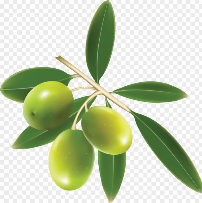 Oil Haifa Netanya Sucesores De Hermanos López S A Olive Branch PNG