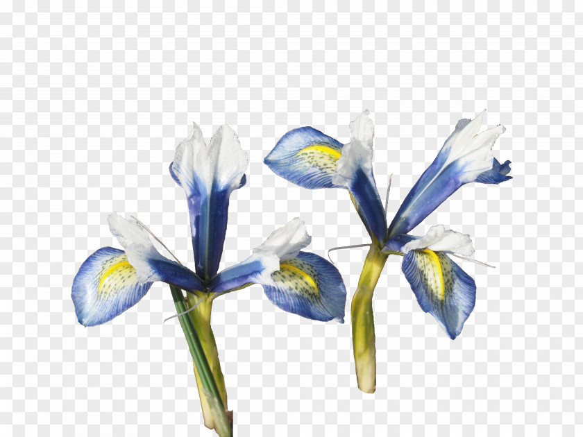 Orris Root Fiorentina Irises Cut Flowers Petal PNG