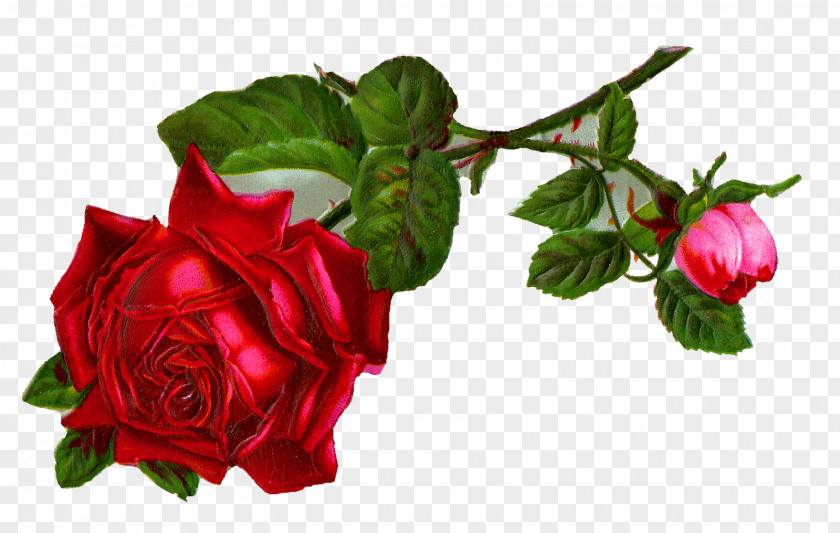 Rose Desktop Wallpaper Flower Clip Art PNG