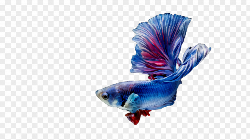 Tail Electric Blue Fish PNG