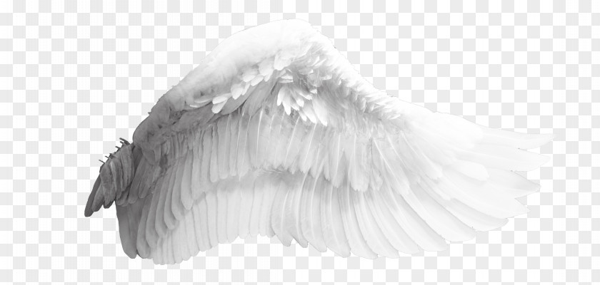 Angel Wings Wing Download Bird PNG