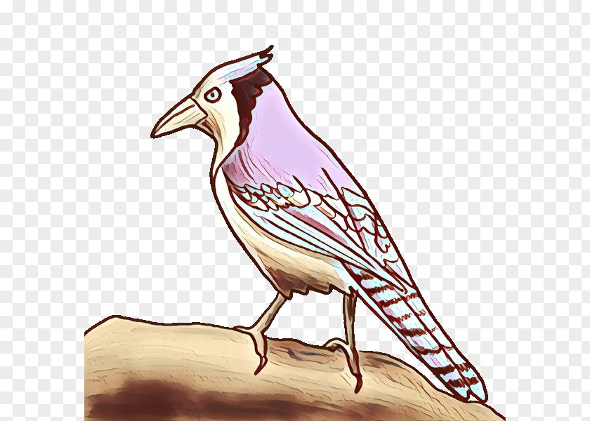 Bird Beak Jay Perching Songbird PNG