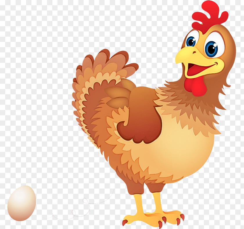 Chicken Bird Rooster Cartoon Beak PNG