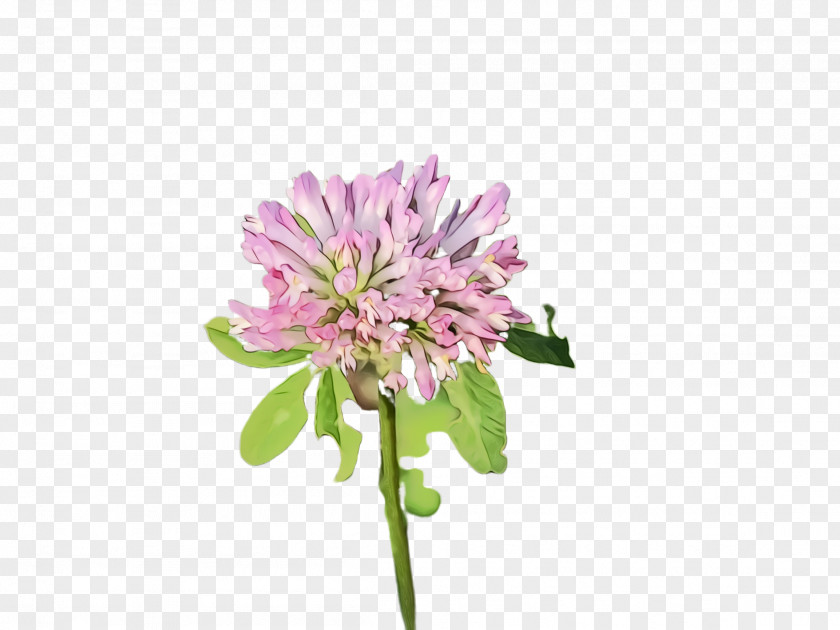 Clover Pincushion Flower Flowering Plant Red Pink PNG