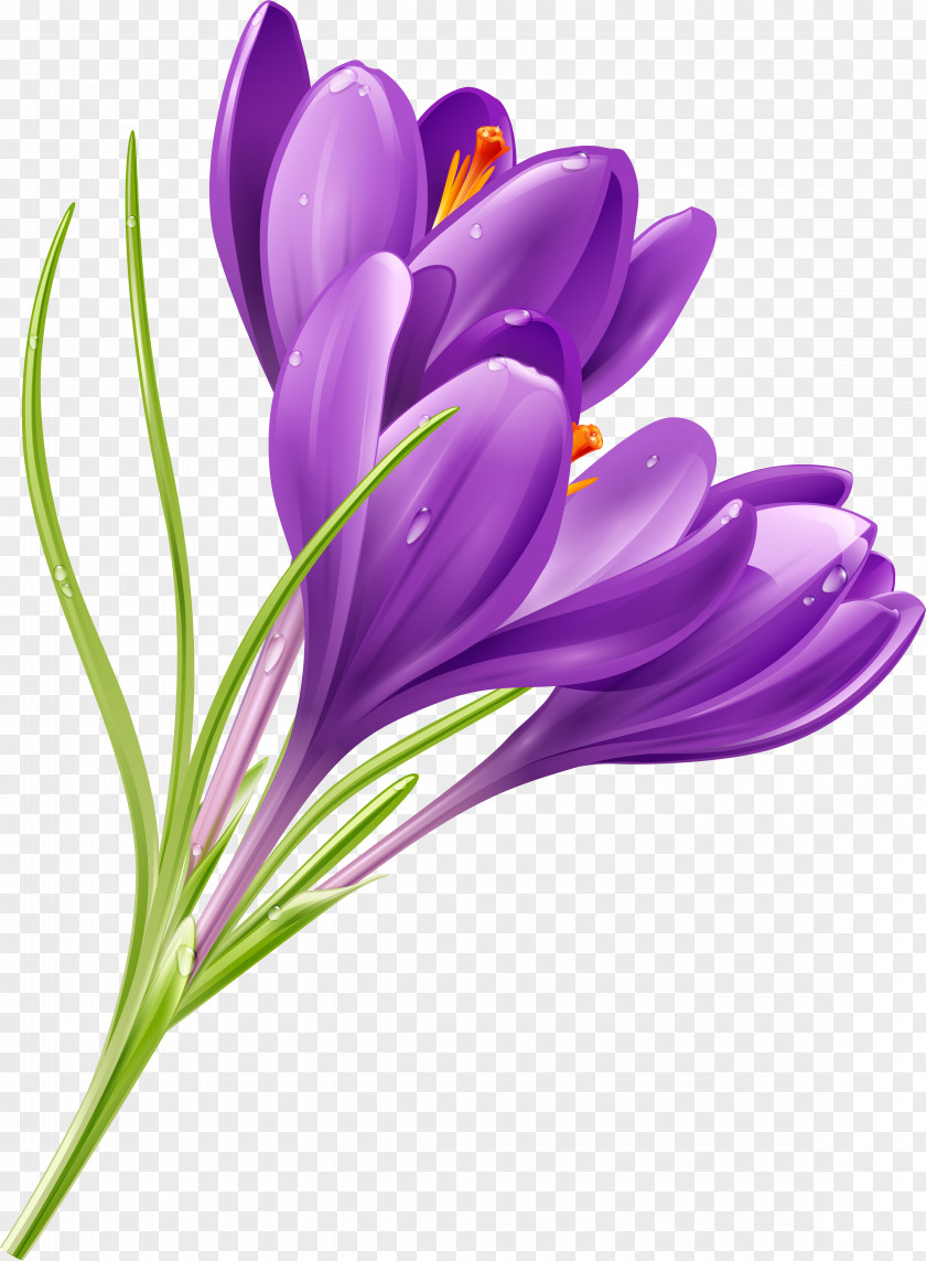 Crocus Flower Purple Clip Art PNG