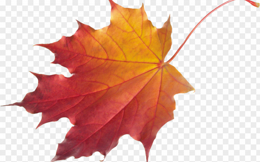 Leaf Autumn Color Desktop Wallpaper Clip Art PNG