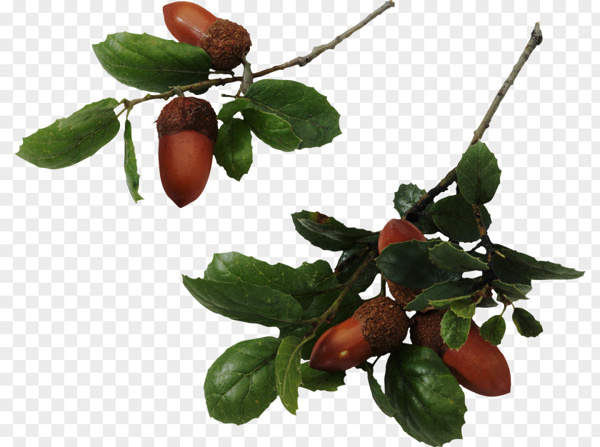 Pb Sindhu Quercus Hemisphaerica Laurifolia Southern Live Oak Tree Acorn PNG