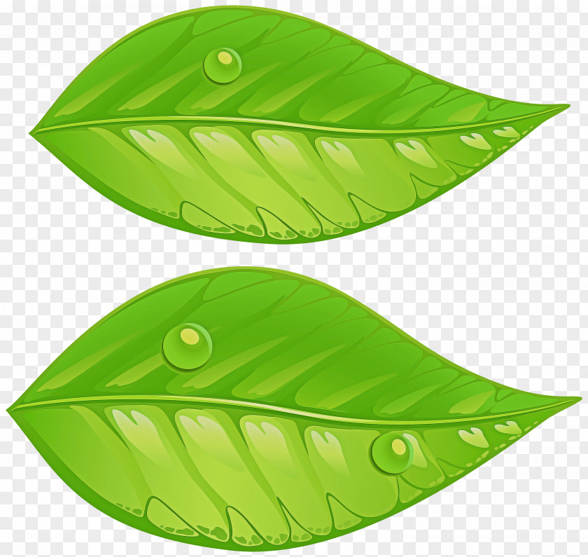 Plant Green Leaf PNG