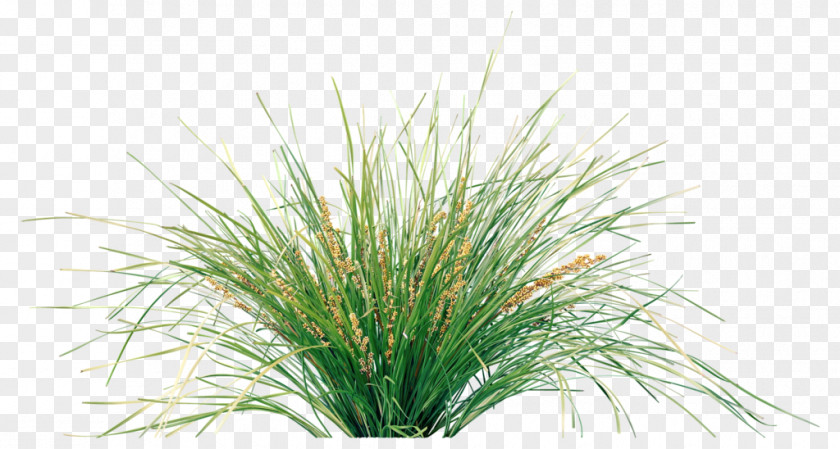 Plant Lomandra Longifolia Native Garden PNG