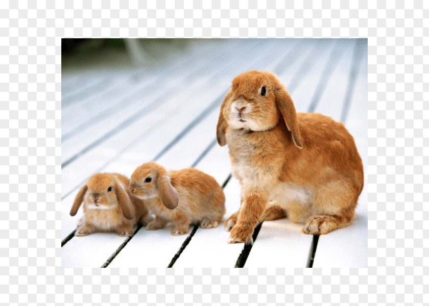 Rabbit Holland Lop Baby Bunnies Domestic Flemish Giant PNG