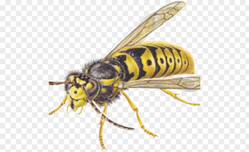 Wasp Hornet Bee Insect Pest Control PNG