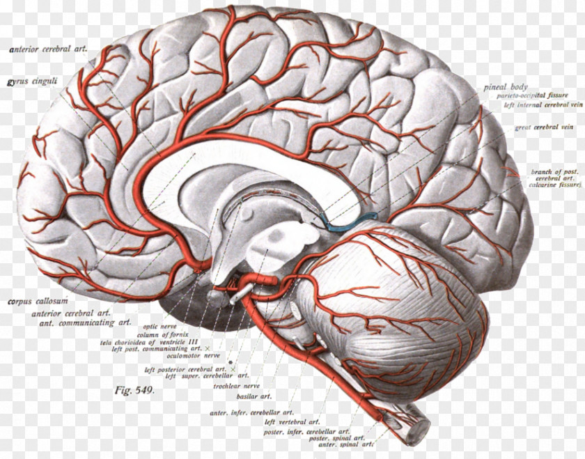 Watercolor Stroke Anterior Cerebral Artery Arteries Brain Internal Carotid PNG