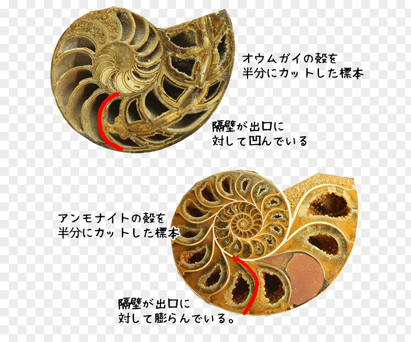 Ammonite Ammonites Nautilidae Fossil Pleuroceras Spinatum Paleozoic PNG