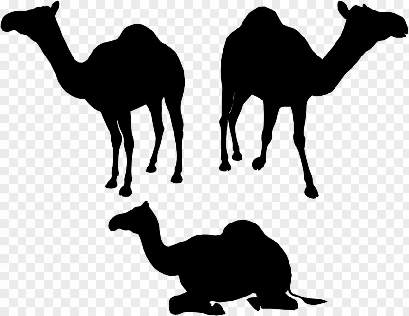Dromedary Vector Graphics Silhouette Illustration Image PNG