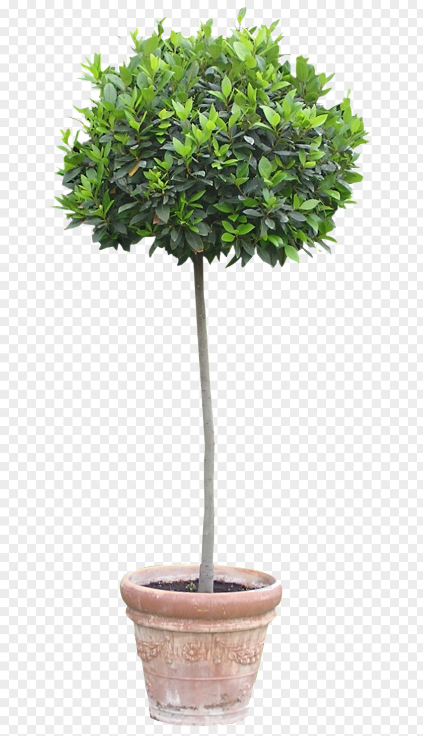 Forget Me Not Flowerpot Houseplant Tree PNG