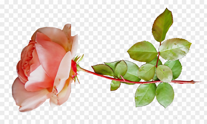 Garden Roses PNG