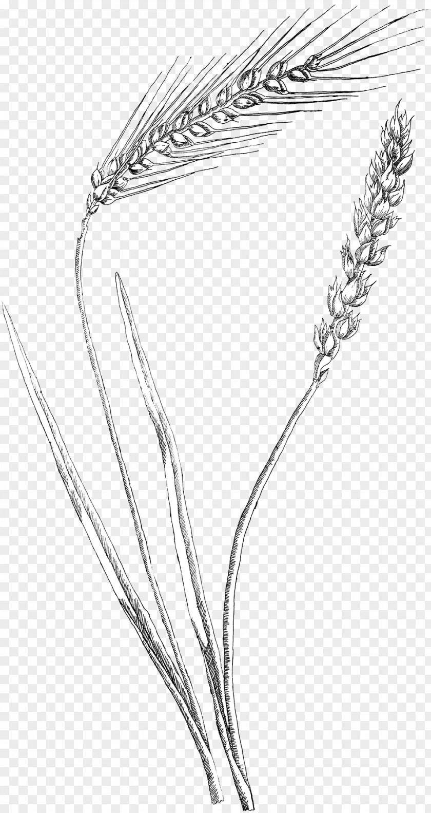 Grasses Common Wheat Drawing Barley Sketch PNG wheat Sketch, barley clipart PNG