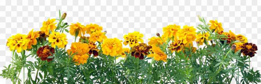Yellow Chrysanthemum Mexican Marigold Flower Stock Photography Calendula Officinalis Color PNG