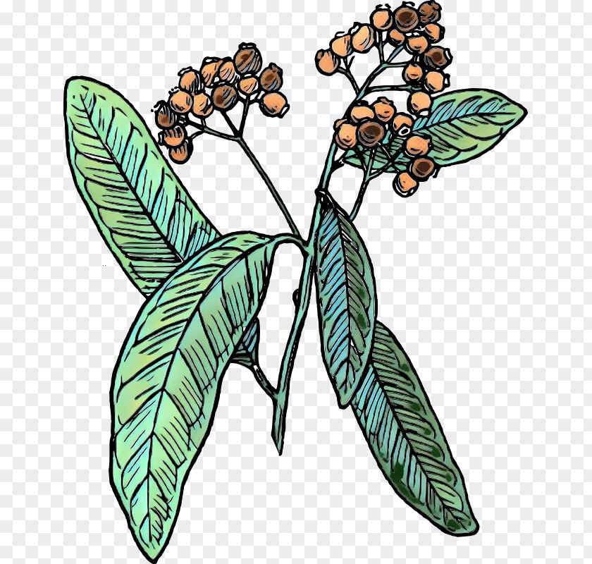Allspice Drawing Clip Art Line Image PNG