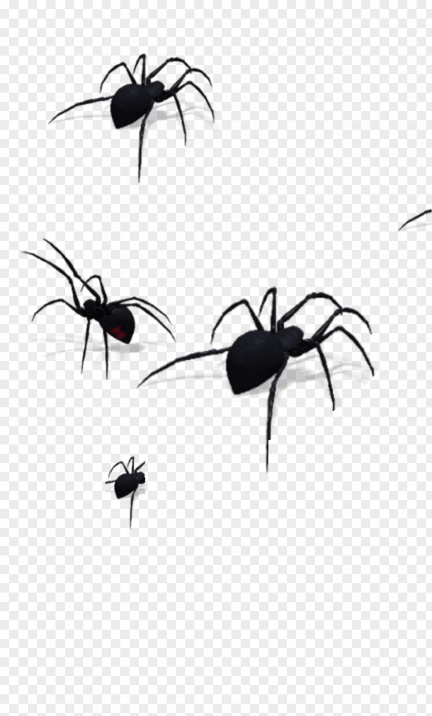 Animated Spider Scary PicsArt Photo Studio Sticker Insect Cat PNG
