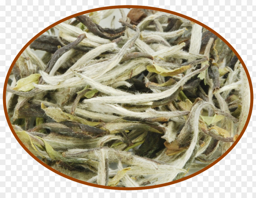 Chinese Herbaceous Peony Bai Mudan Baihao Yinzhen White Tea Shoumei PNG