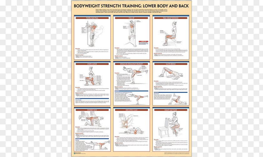 General Fitness Training Bodyweight Strength Anatomy Exercise PNG
