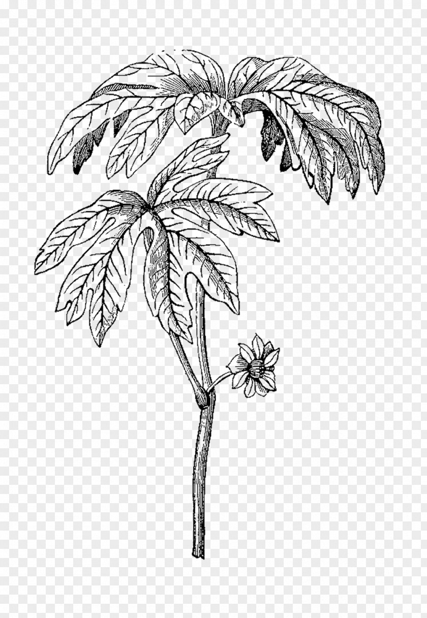Herbs Black And White Drawing Visual Arts Monochrome PNG