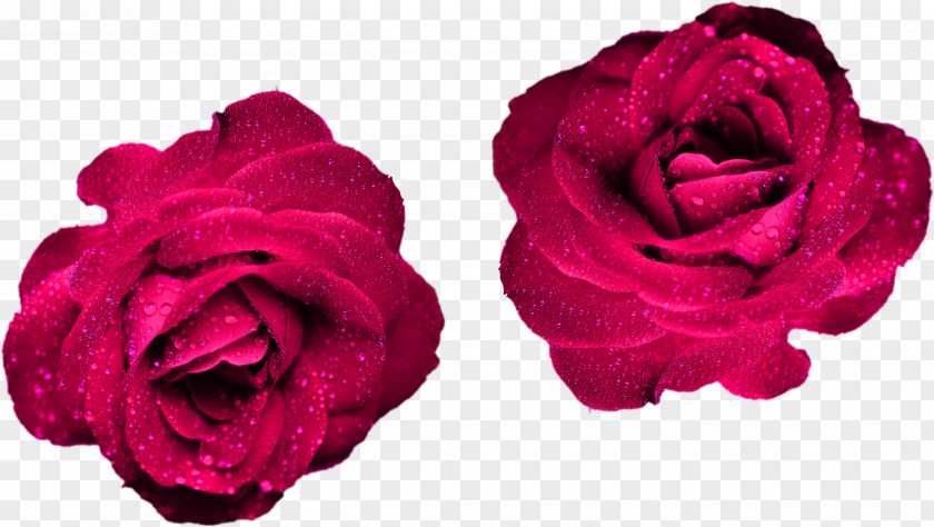 Japanese Camellia Artificial Flower Pink Cartoon PNG