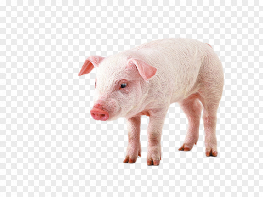 Pig Display Resolution High-definition Video Television Wallpaper PNG