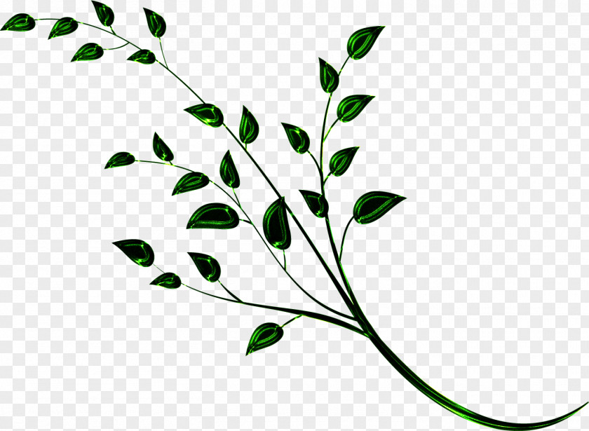 Branches Branch Plant Stem Tree Twig Leaf PNG