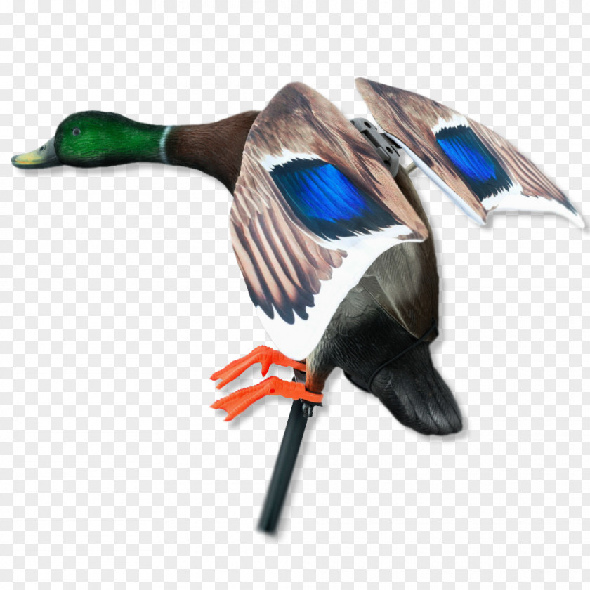 Duck Mallard Waterfowl Hunting Decoy PNG