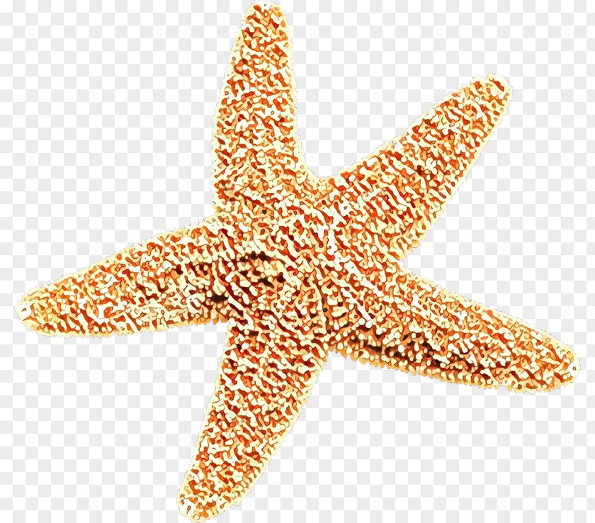 Jewellery Fashion Accessory Starfish Marine Invertebrates PNG