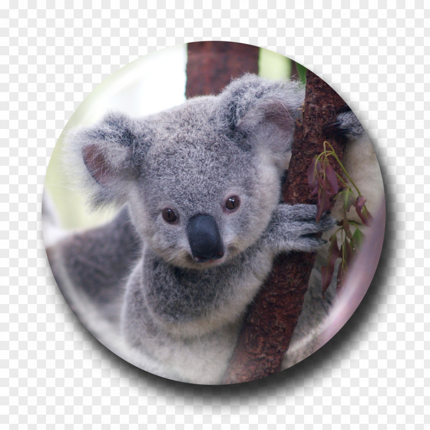 Koala Bear Viverridae Wombat Marsupial PNG