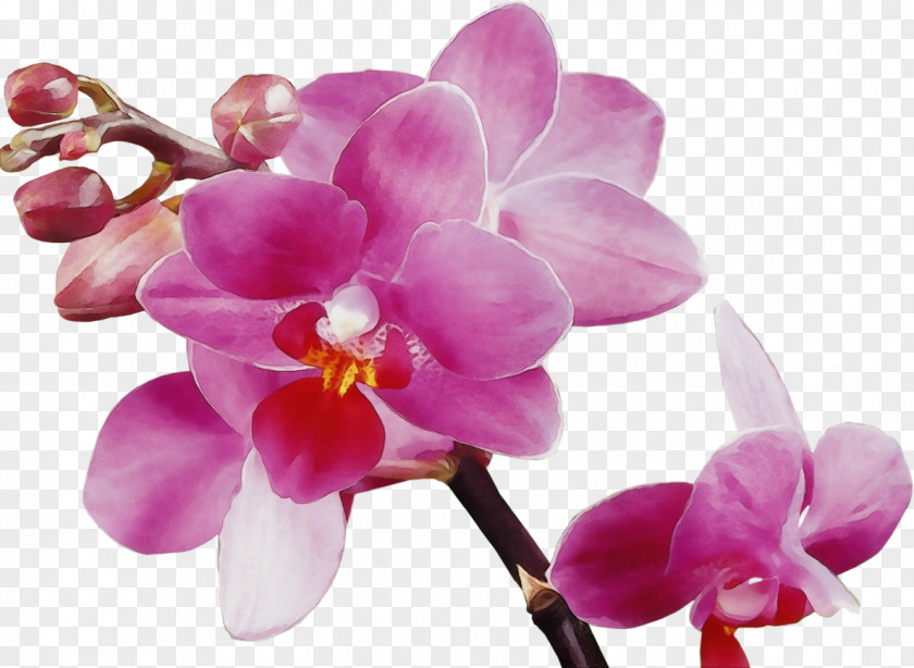 Lilac Flowering Plant Flower Moth Orchid Petal Pink Violet PNG