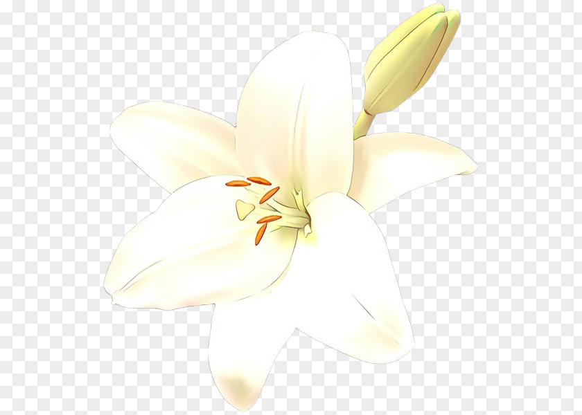 Moth Orchids Cut Flowers Lily M PNG