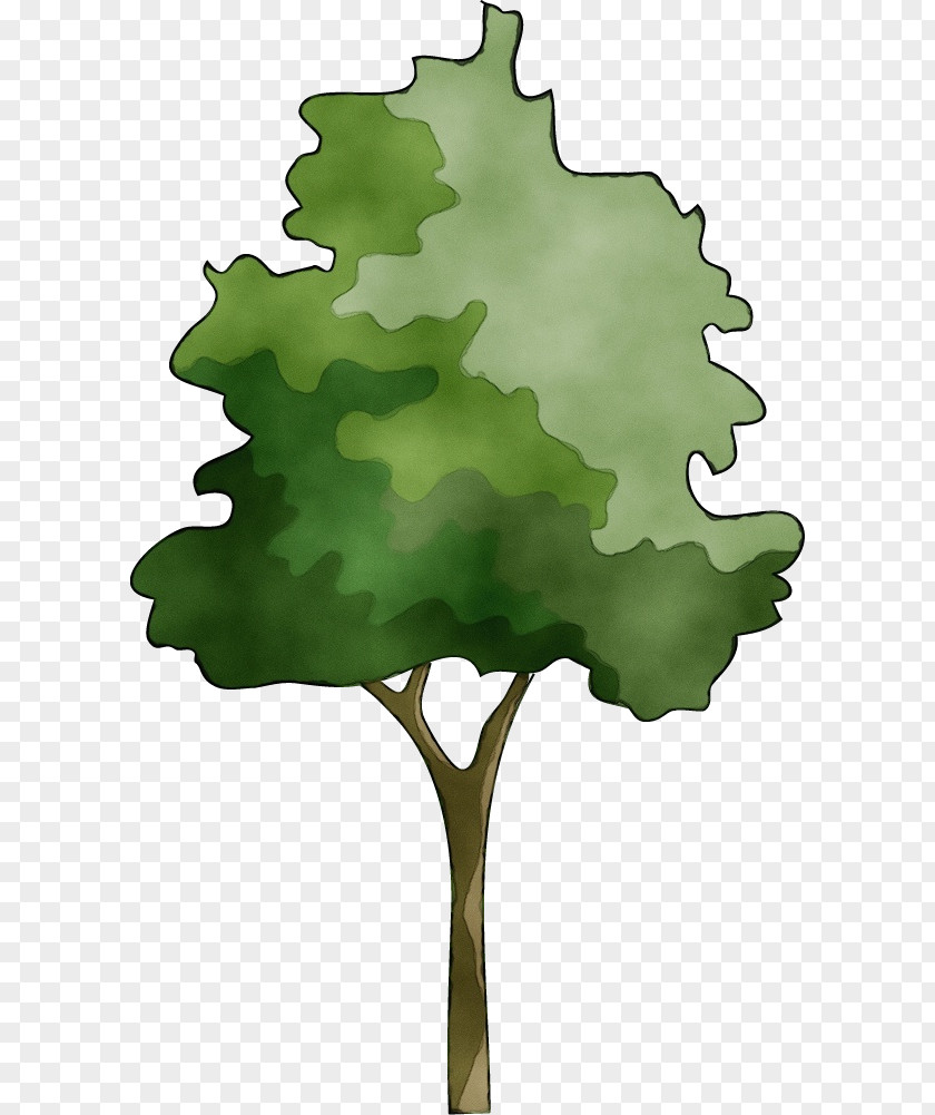 Vitis Oak Tree Leaf PNG