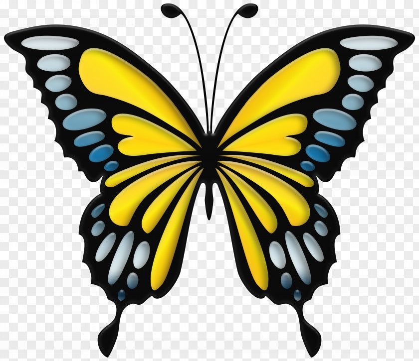 Walpaper Blue Clip Art Image Swallowtail Butterfly Monarch PNG