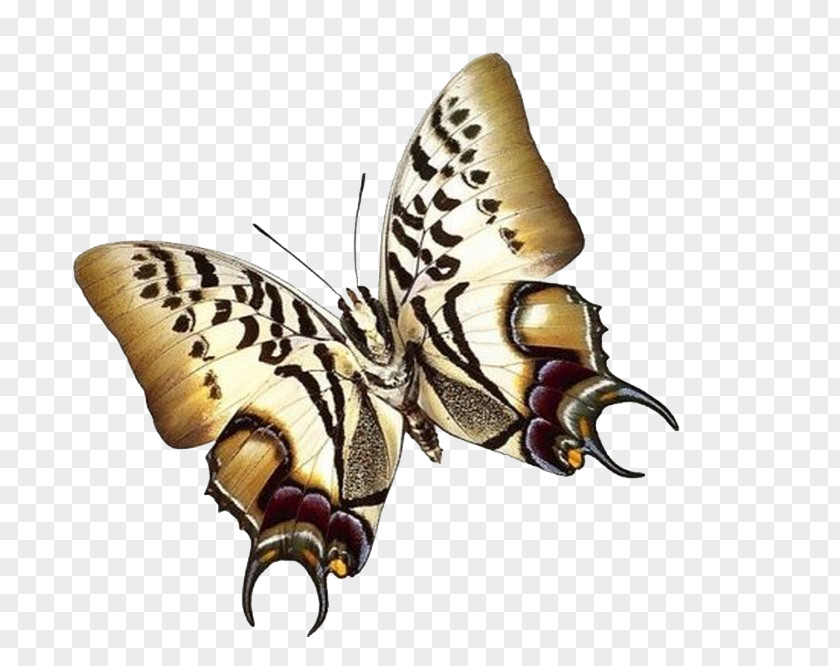 Butterfly Papillon Dog Insect Paper Moth PNG