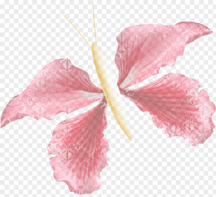 Iris Flowering Plant Pink Petal Hawaiian Hibiscus Flower PNG