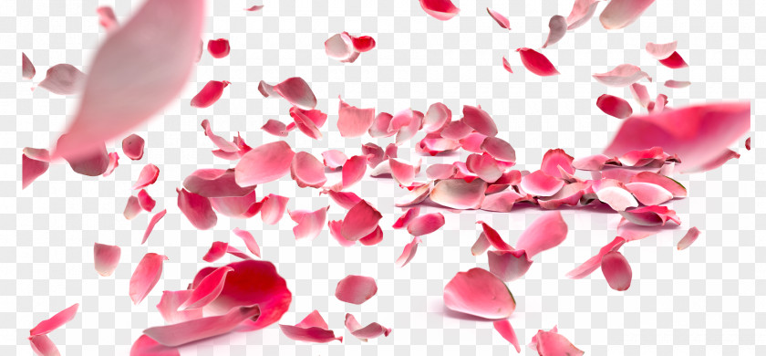 Shili Peach Flowers Do Not Pull Petal Rose Flower PNG