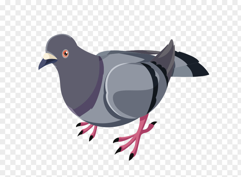 Bird Domestic Pigeon Columbidae Release Dove PNG