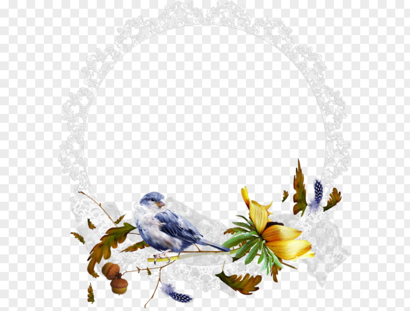 Bird Parrot Budgerigar Clip Art PNG