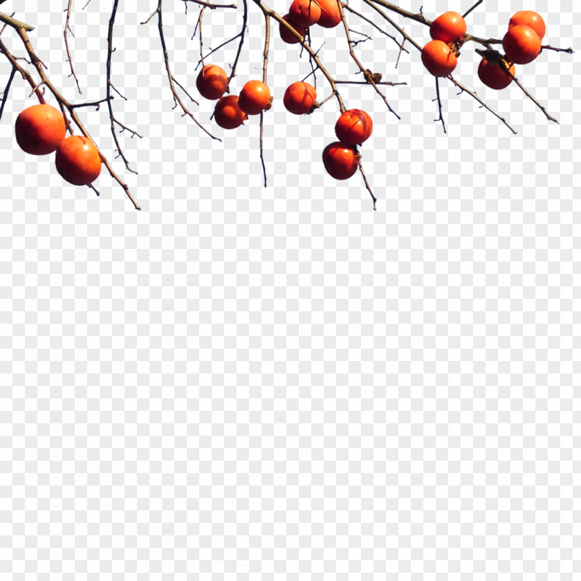 Fruit Frame Orange Image Illustration Photography Tree PNG