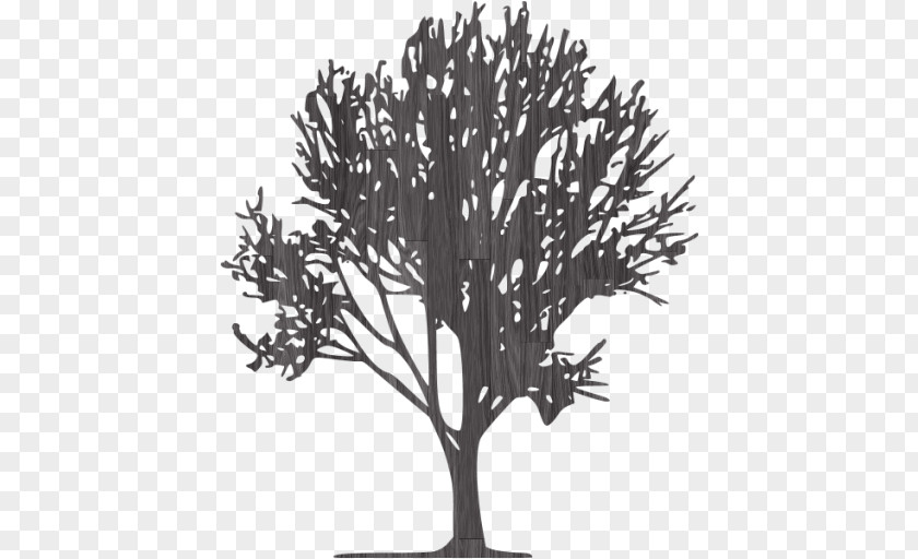 Tree Branch Image PNG